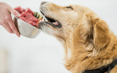The Ultimate Guide to Raw Dog Food Benefits, Risks, and How to Start