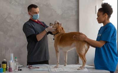 Common Dog Health Issues and Holistic Hypoallergenic Dog Food Solutions